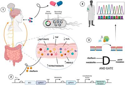 The development of an ingestible biosensor for the characterization of gut metabolites related to major depressive disorder: hypothesis and theory